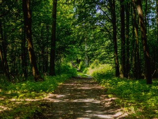 forest-1532449_960_720.jpg