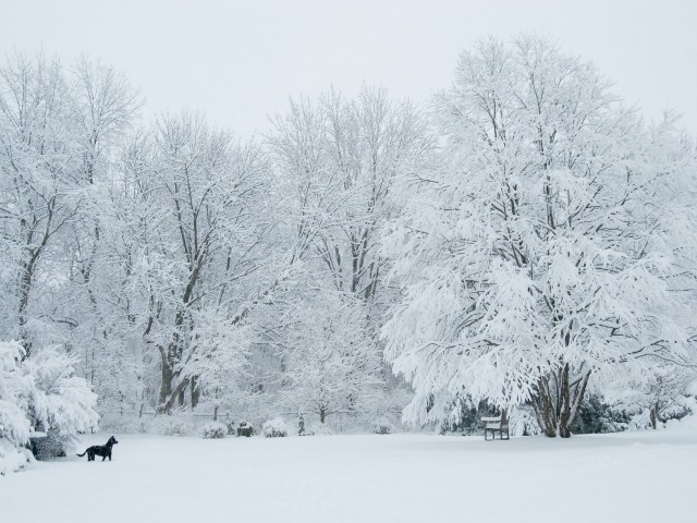 snowstorm-and-millie.jpg